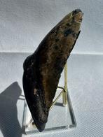 Megalodon - Fossiele tand - Carcharocles megalodon - 12.6 cm