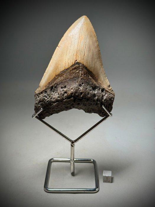 Zeldzame Megalodon fossieltand – 12,5 cm – hazelnootkleur -, Verzamelen, Mineralen en Fossielen