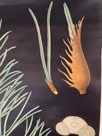 Jung-Koch-Quentell - Lehrmittelverlag Hagemann - Schoolplaat, Antiek en Kunst