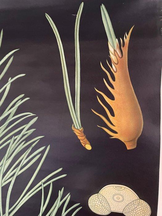 Jung-Koch-Quentell - Lehrmittelverlag Hagemann - Schoolplaat, Antiek en Kunst, Kunst | Tekeningen en Fotografie