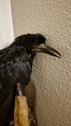 Corbeaux freux - Chevreuil Support mural pour taxidermie -, Collections, Collections Animaux