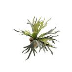 Kunstplant - Staghorn Fern - Hertshoorn - 50 cm, Maison & Meubles, Accessoires pour la Maison | Plantes & Fleurs artificielles