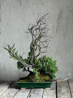 Jeneverbes bonsai (Juniperus) - Hoogte (boom): 50 cm -