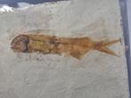 Vis - Gefossiliseerd dier - Lycoptera - 11 cm (Zonder