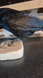 zwarte raaf Taxidermie wandmontage - Corvus corone - superbe, Nieuw