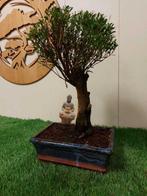 Syzygium - Hoogte (boom): 31 cm - Diepte (boom): 16 cm -