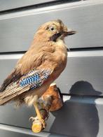 Vlaamse Gaai Taxidermie volledige montage - Garrulus, Verzamelen, Dierenverzamelingen, Nieuw