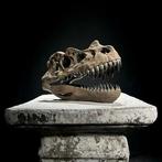 GEEN RESERVEPRIJS - Replica van Dinosaurusschedel -