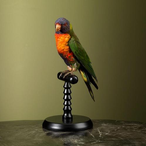 Lori van de Blauwe Bergen Taxidermie Opgezette Dieren By Max, Verzamelen, Dierenverzamelingen, Opgezet dier, Nieuw, Vogel, Ophalen of Verzenden
