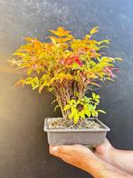 Nandina-bonsai - Hoogte (boom): 30 cm - Diepte (boom): 15 cm