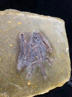 REPLICA - Bat - Gereconstrueerd skelet - 13 cm - 15 cm