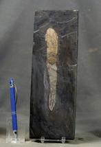 Een zeer zeldzame inktvis met haken. Museumkwaliteit -