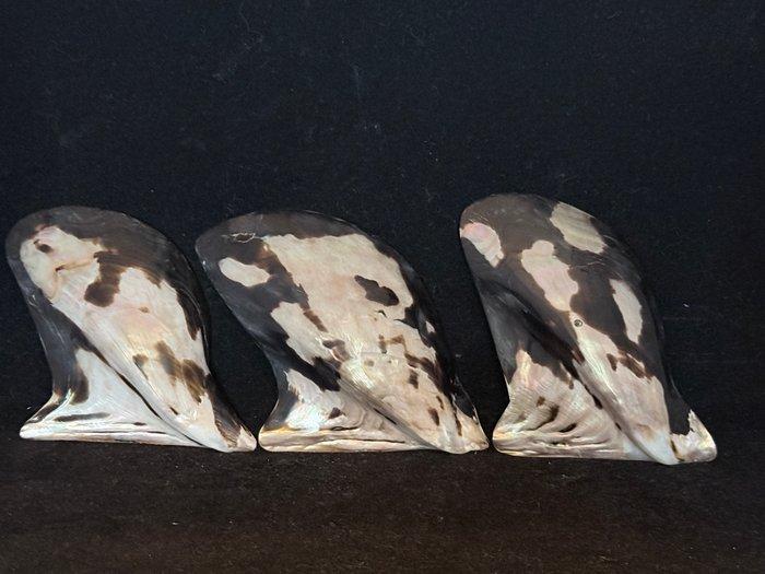 Tweekleppige Schelpdier - S-47 PTERIA PENGUIN (Zonder, Antiek en Kunst, Curiosa en Brocante