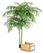 Kunstplant Areca Palmboom Deluxe 240 cm, Huis en Inrichting, Verzenden
