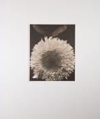 Edward Steichen (1879 - 1973) - Double Sunflower, 1920