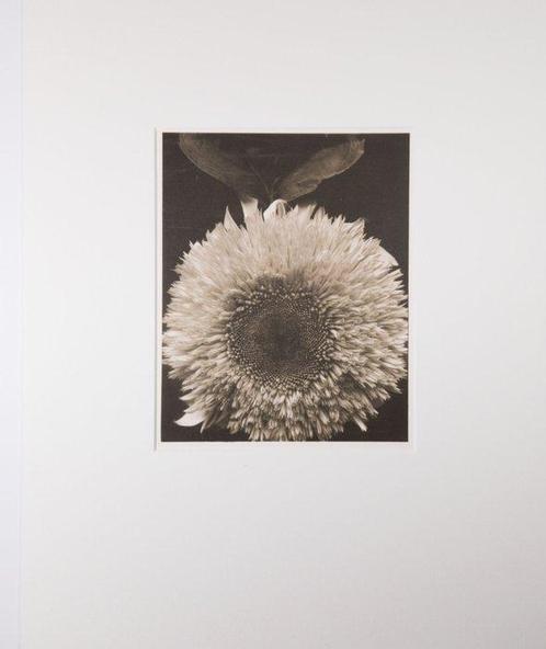 Edward Steichen (1879 - 1973) - Double Sunflower, 1920, Antiek en Kunst, Kunst | Schilderijen | Modern