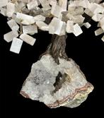 Cristal de Rocha / Selenita Een exclusieve collectie van