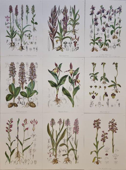 Barla,Jean Baptiste (1817-1896) - Lot. of 9 tavole Flore, Antiquités & Art, Antiquités | Livres & Manuscrits