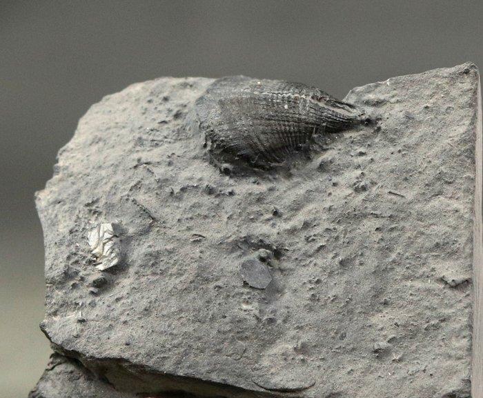 Rostroconchia schelp: extra zeldzaam en uitmuntend - zeer, Verzamelen, Mineralen en Fossielen