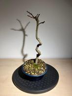 amberboom bonsai - Hoogte (boom): 25 cm - Diepte (boom): 10