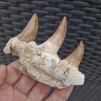 Mâchoire de mosasaure fossile - Mâchoire fossilisée -