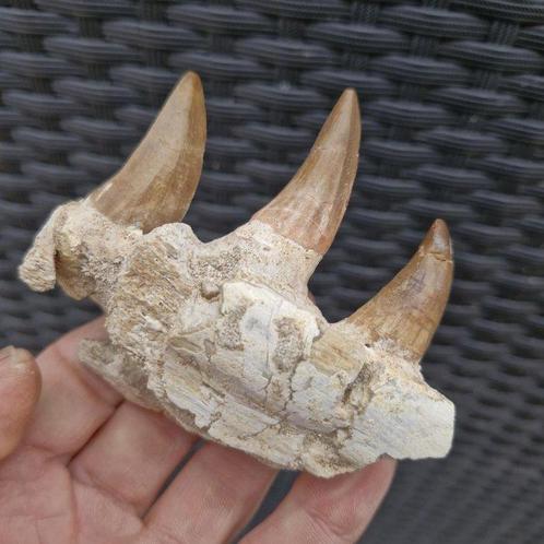 Mâchoire de mosasaure fossile - Mâchoire fossilisée -, Verzamelen, Mineralen en Fossielen