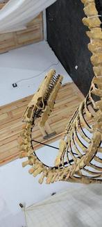 Mosasaurus - Gearticuleerd skelet, Verzamelen, Mineralen en Fossielen