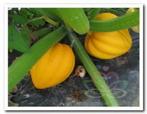 Table gold Acorn Squash - 250 zaden Table gold Acorn Squash, Hobby en Vrije tijd, Nieuw