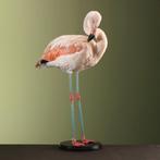 Chileense Flamingo Taxidermie Opgezette Dieren By Max, Verzamelen, Dierenverzamelingen, Ophalen of Verzenden, Nieuw, Vogel, Opgezet dier