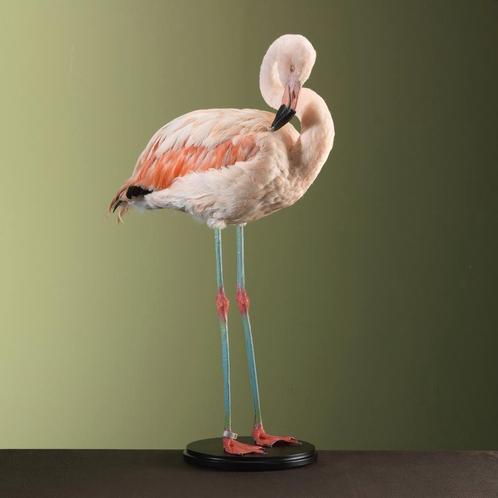 Chileense Flamingo Taxidermie Opgezette Dieren By Max, Verzamelen, Dierenverzamelingen, Opgezet dier, Nieuw, Vogel, Ophalen of Verzenden
