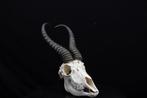 Springbok Schedel - Antidorcas marsupialis - 0 cm - 0 cm - 0, Nieuw