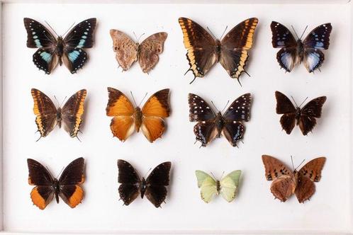 Charaxes-vlindercollectie - Entomologie - Taxidermie -, Verzamelen, Dierenverzamelingen