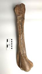 Dinosaurus - Fossiel bot - Struthiomimus