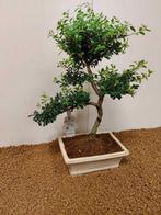Japanese holly bonsai (Ilex crenata) - Hauteur (arbre) : 39, Antiek en Kunst