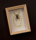 Kever Taxidermie volledige montage - Nemophas bicintus -