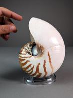 Chambered Nautilus Zeeschelp - Nautilus pompilius (with, Nieuw