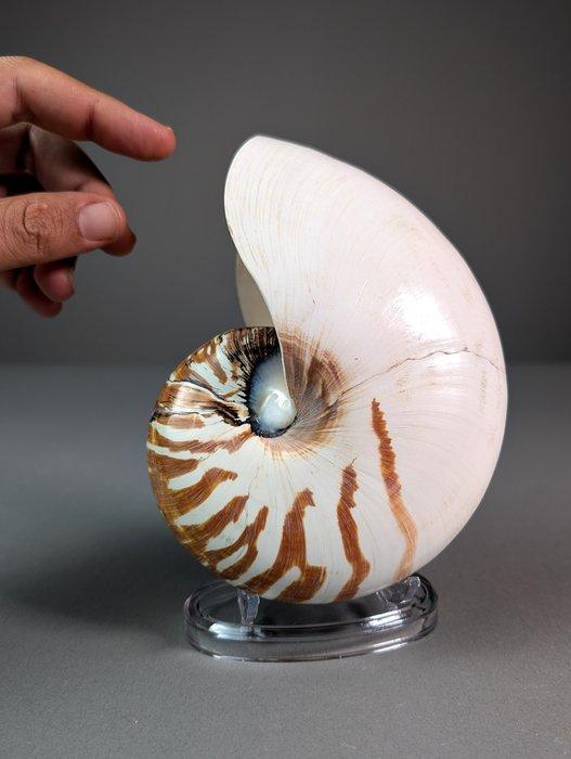 Chambered Nautilus Zeeschelp - Nautilus pompilius (with, Verzamelen, Dierenverzamelingen