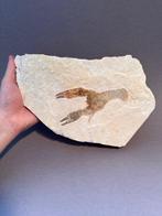 Enorme kreeft - Fossiele matrix - Eryma sp. - 28 cm - 17 cm
