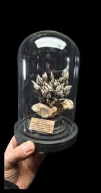 Rare presentation of a museum preparation of real Pousse, Nieuw