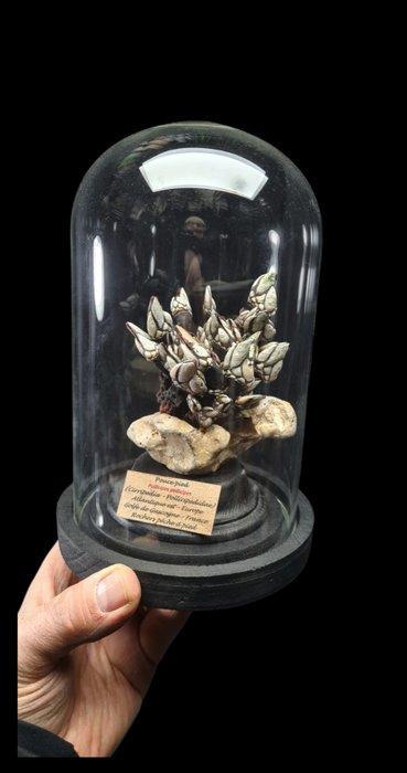 Rare presentation of a museum preparation of real Pousse, Verzamelen, Dierenverzamelingen