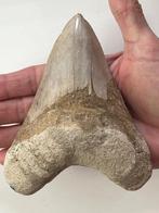 Enorme Megalodon tand 13,4 cm - Fossiele tand - Carcharocles, Verzamelen, Mineralen en Fossielen