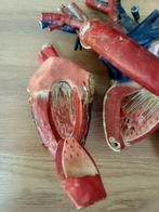 Anatomisch model - Papier - 1850-1900 - Coeur, Dr Auzoux, Antiek en Kunst