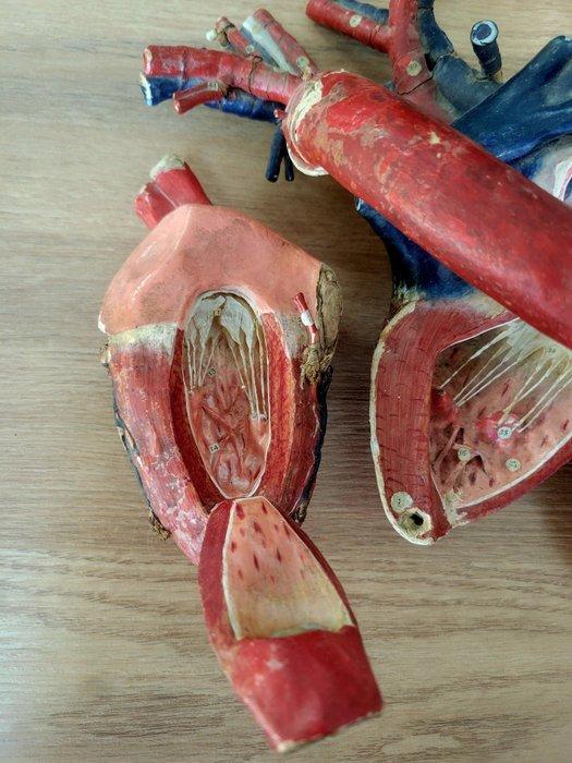 Anatomisch model - Papier - 1850-1900 - Coeur, Dr Auzoux, Antiek en Kunst, Antiek | Overige Antiek