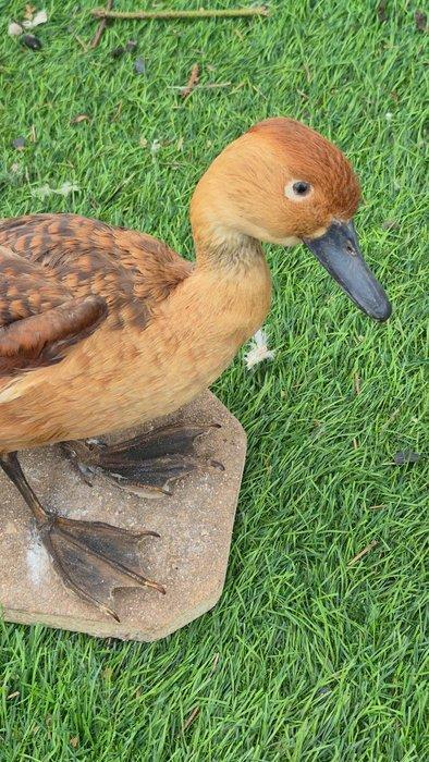 Zwarte halsbandeend en Dendrocygne fauve Taxidermie, Verzamelen, Dierenverzamelingen