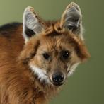 Manenwolf Taxidermie volledige montage - Chrysocyon, Nieuw
