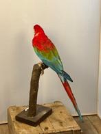 ara rouge et vert Support de corps entier pour taxidermie -, Nieuw