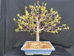 bonsai Pseudocydonia sinensis (membrillero) - Hoogte (boom):, Antiek en Kunst