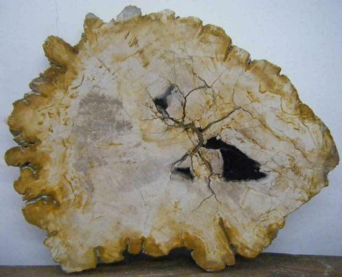 versteend hout, versteende boom, fossiel hout, versteendhout, Collections, Minéraux & Fossiles, Enlèvement ou Envoi