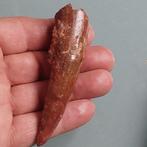 Dinosaurus - Fossiele tand - Spinosaurus aegyptiacus - 90 mm, Verzamelen