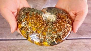 Nautilus - Fossiel skelet - Ammonite Cleoniceras - Large -